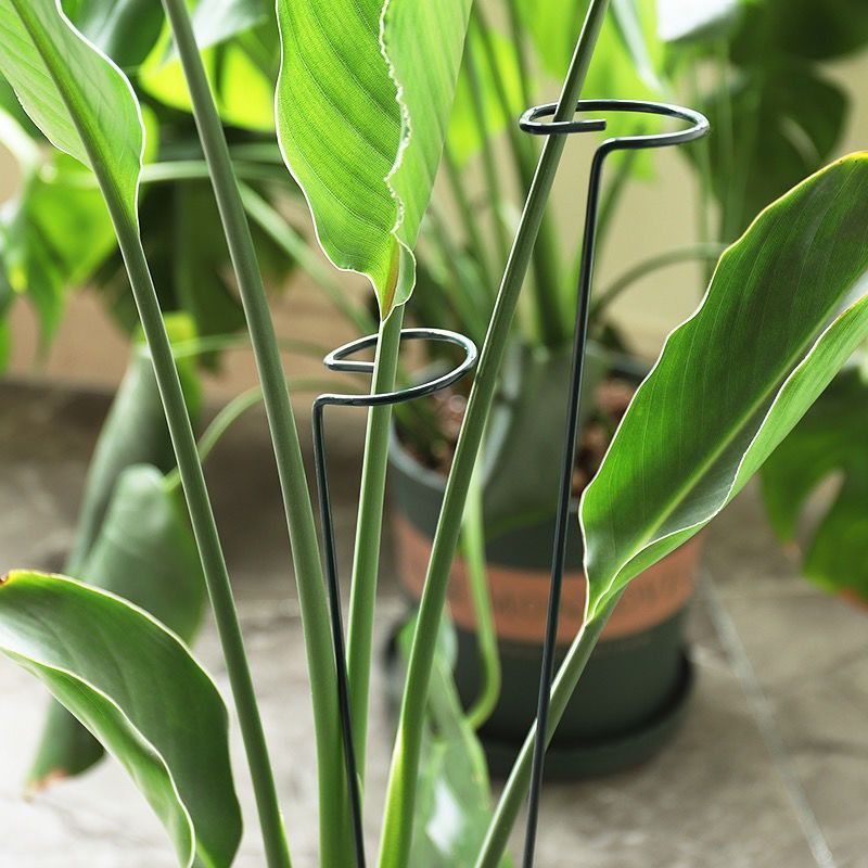 1/10pcs Garden Support Stake R - Florist Supply Bulk review and price