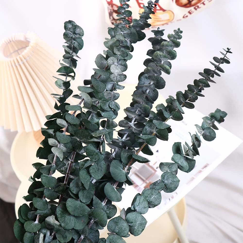 10 Pcs Real Leaves Hanging Dri - Eucalyptus Preserved review and price