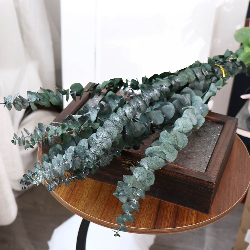 10 Pcs Real Leaves Hanging Dri - Eucalyptus Preserved review and price