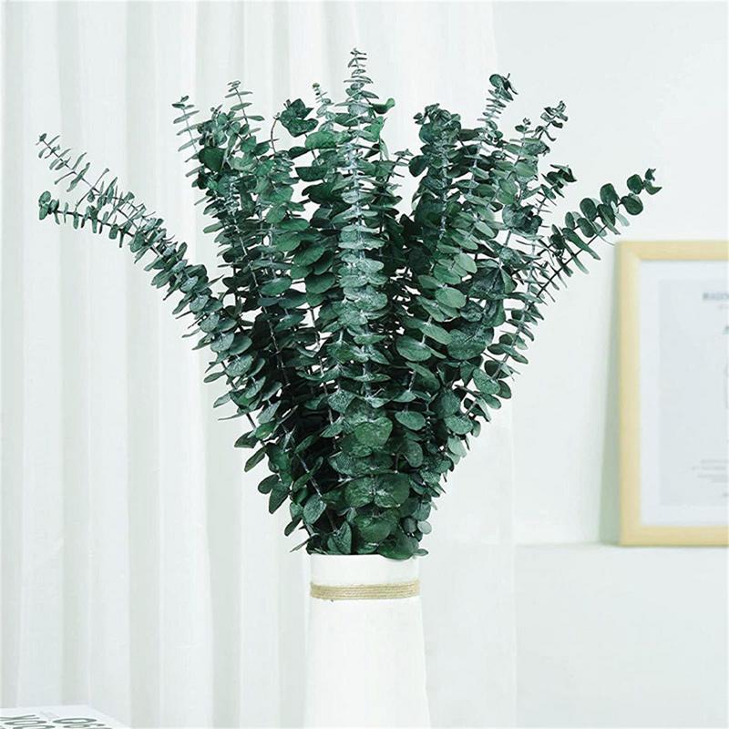 10PCS Real Eucalyptus Leaves D - Eucalyptus Preserved review and price
