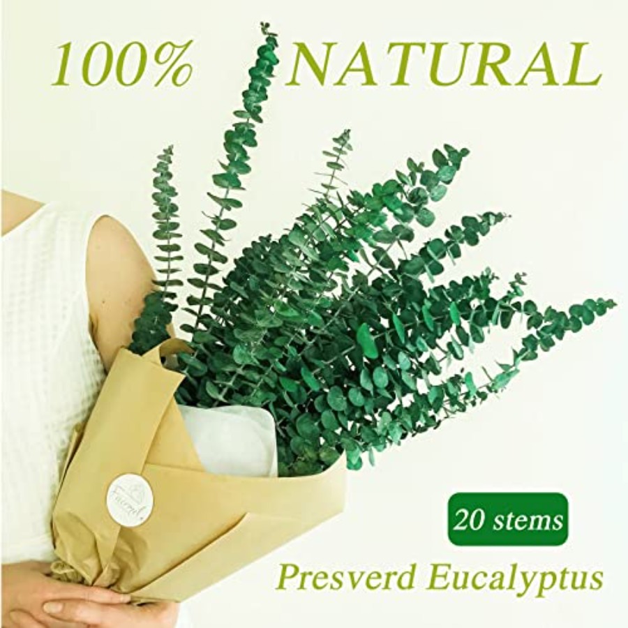 20 Pcs Preserved Dried Eucalyp - Eucalyptus Preserved review and price