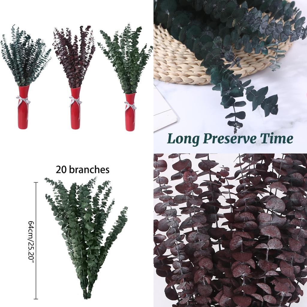 20Pcs Preserved for Fresh Euca - Eucalyptus Preserved review and price