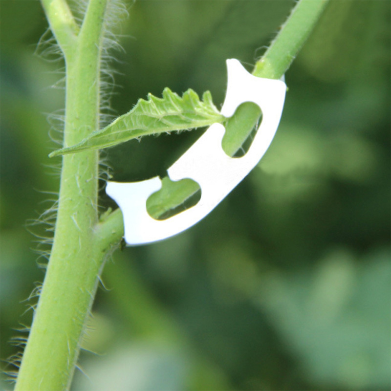 50/100pcs Botany-stem Vine Str - Florist Supply Bulk review and price